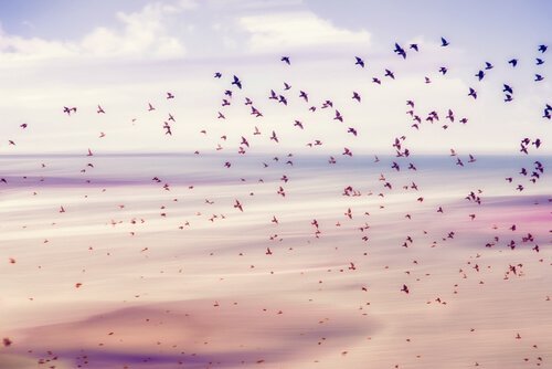 Vogels die vrijheid vertegenwoordigen