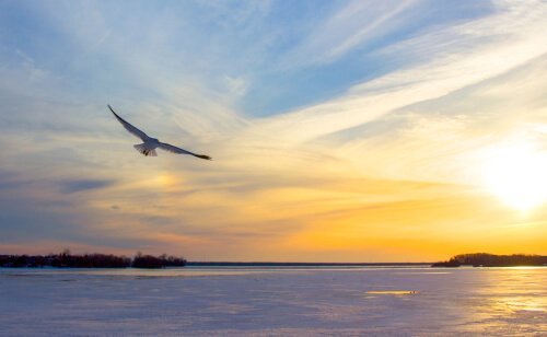 Jonathan Livingston Zeemeeuw: geloven in jezelf