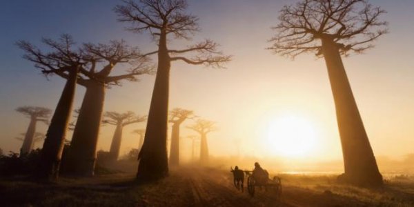 Baobab bomen in de zonsondergang
