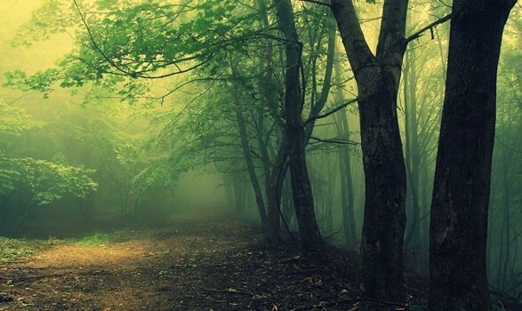 Het gebruik van de bostest in de psychoanalyse