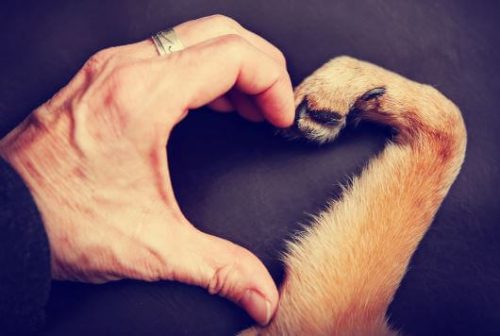 Mensenhand en hondenpoot die samen een hartje maken, want het hebben van een huisdier is superleuk