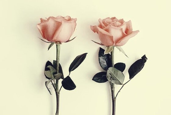 De parabel over geurloze bloemen: twee rozen