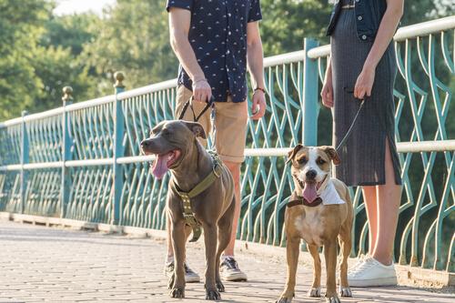 Twee mensen met hun honden op een brug