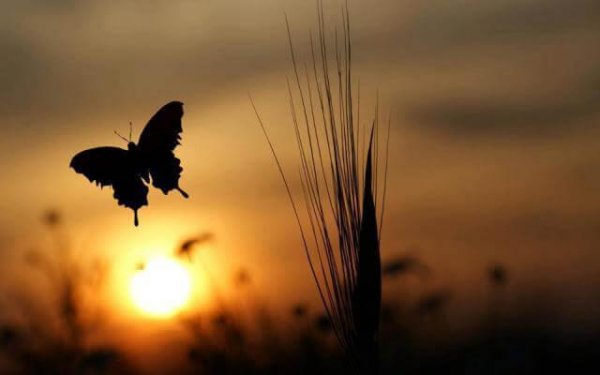 Vlinder bij zonsopgang