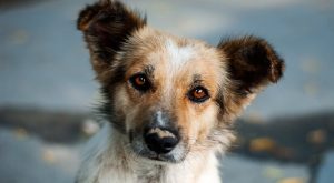Het nieuwsgierige hondje: een mooi verhaal over zelfreflectie