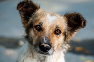 Het nieuwsgierige hondje: een mooi verhaal over zelfreflectie