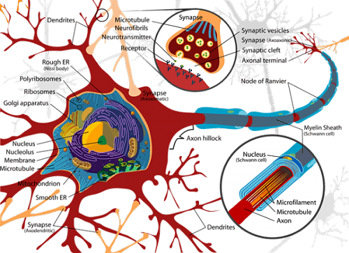 De eigenschappen van neurotransmitters
