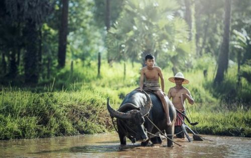 Twee mannen met stier
