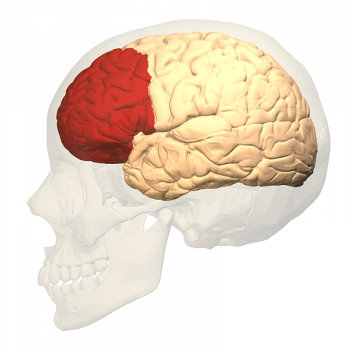 De prefrontale cortex