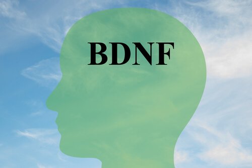 Leer hoe je je BDNF-gehalte kunt verhogen
