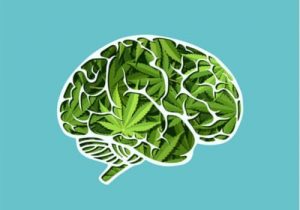 De langetermijneffecten van cannabis op de hersenen