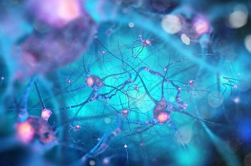 De structuur van een zenuwcel