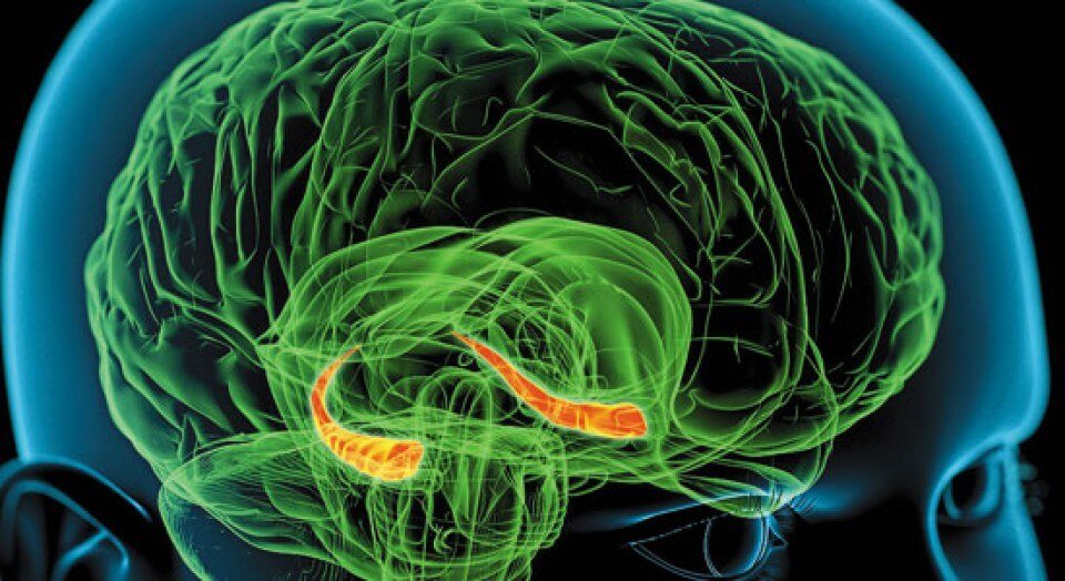 De hippocampus in de hersenen