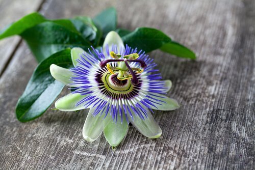 Passiebloem