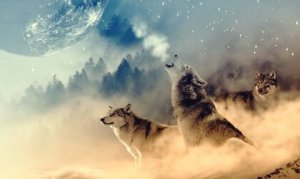 Wolfgeneeskunde volgens de indianen