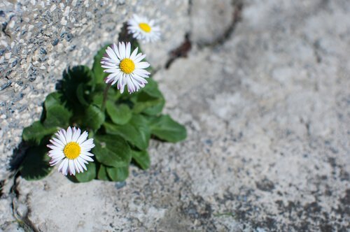 Bloemen die uit steen groeien