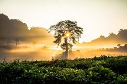 Zonsopkomst