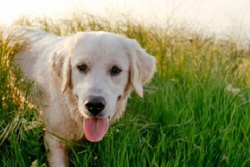 Salty een hond die een held werd