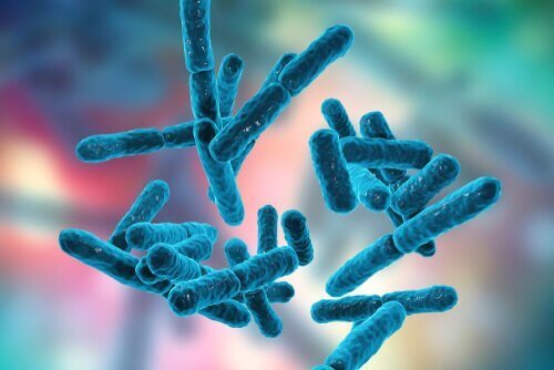 Bacteriën in het spijsverteringsstelsel