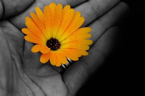 Open hand met gele bloem erin