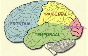 Hersenkwabben: kenmerken en functies