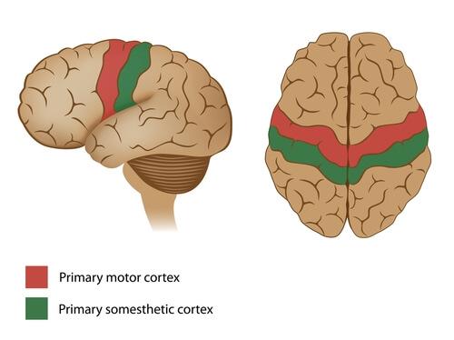 De motorische cortex