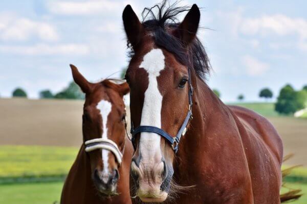Twee paarden in een wei