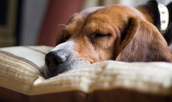 Slapende hond