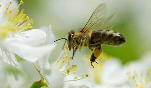 Vijf dingen die we van bijen kunnen leren