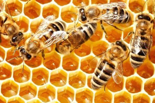 Bijen die honing maken