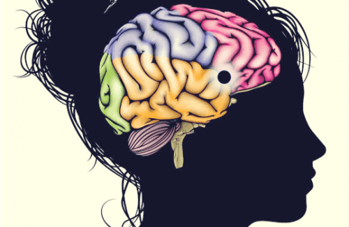Nucleus accumbens: motivatie, genot en leervermogen