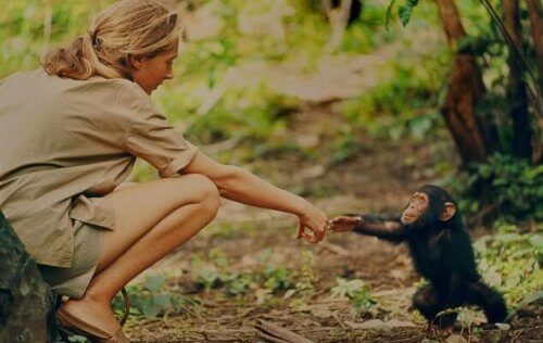 Jane goodall benadert chimpansee
