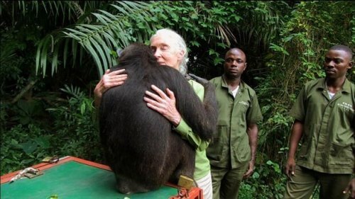 Jane Goodall knuffelt met chimpansee