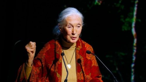 Jane goodall houdt toespraak