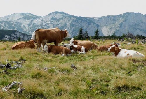 Koeien in berglandschap