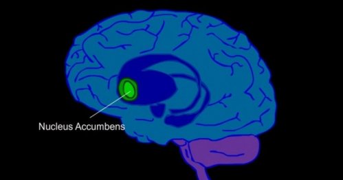 De nucleus accumbens in de hersenen