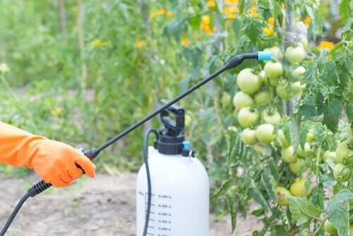 Planten worden bespoten met bestrijdingsmiddelen
