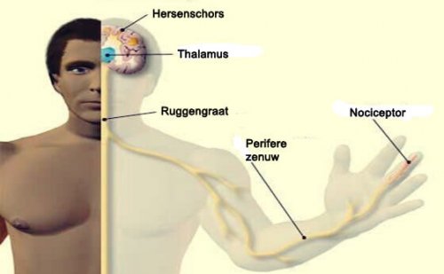 De plekken waar nociceptoren zich bevinden