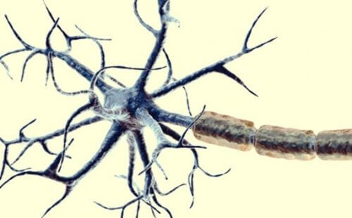 Een close-up van een nociceptor