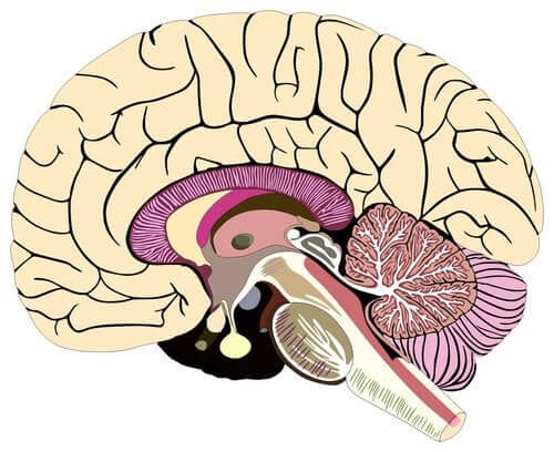 Een afbeelding van de hersenen