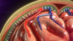 Hersenvliezen: structuur en functies