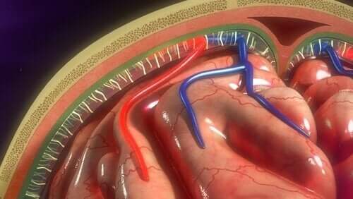 Hersenvliezen: structuur en functies