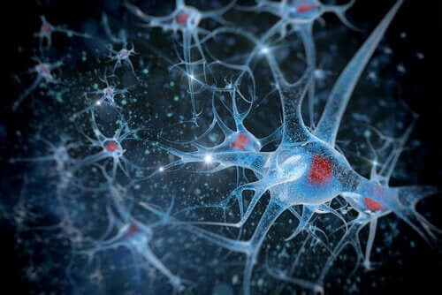 De hersenen en biopsychologische onderzoeksmethoden