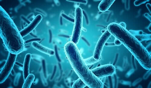Afbeelding van uitvergrote bacteriën