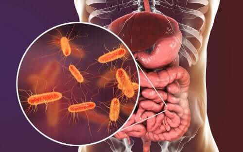Darmflora maakt deel uit van het microbioom