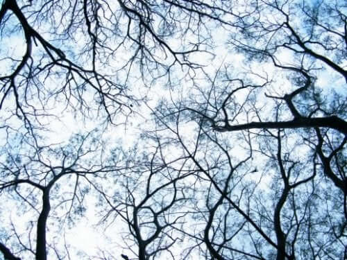 Dendrieten: een neurowetenschappelijke revolutie