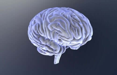 Afbeelding van de hersenen