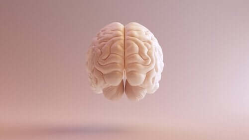 De voorkant van een stel hersenen