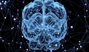 Slapen de hersenen eigenlijk ook?