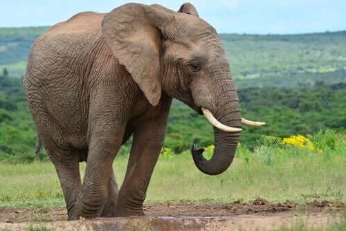 Het verhaal van de zes blinde wijzen en de olifant